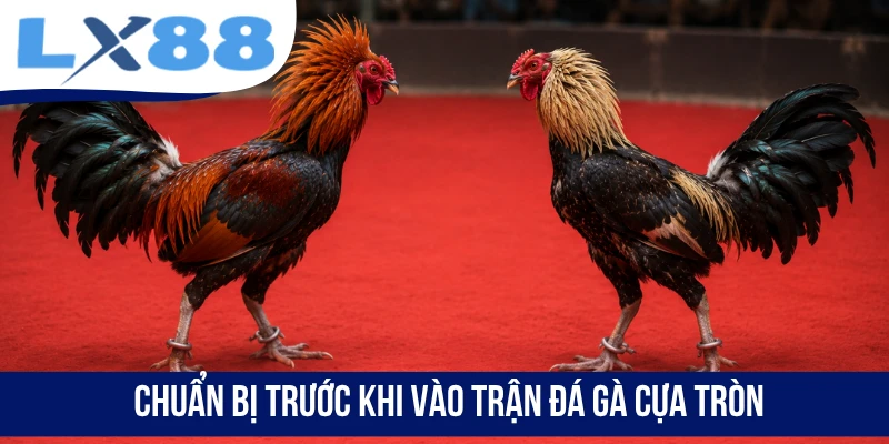 Đá Gà Cựa Tròn - Mãn Nhãn Với Những Trận Đấu Đỉnh Cao