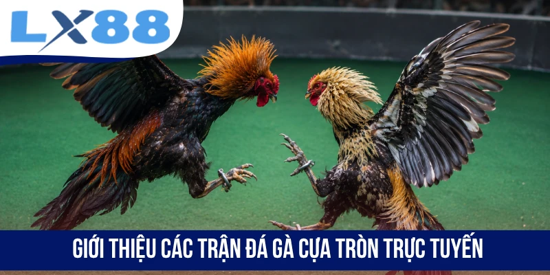 Đá Gà Cựa Tròn - Mãn Nhãn Với Những Trận Đấu Đỉnh Cao