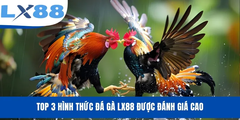 Đá Gà LX88 - Xem Livestream, Cược Trận Đấu Kịch Tính