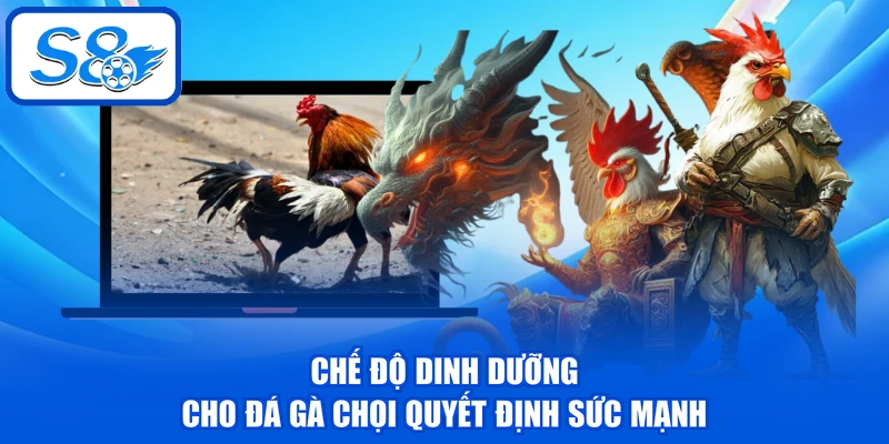 Đá Gà Chọi - Phân Tích Về 3 Dòng Chiến Kê Tại Nền Tảng Đá Gà Chọi - Phân Tích Về 3 Dòng Chiến Kê Tại Nền Tảng