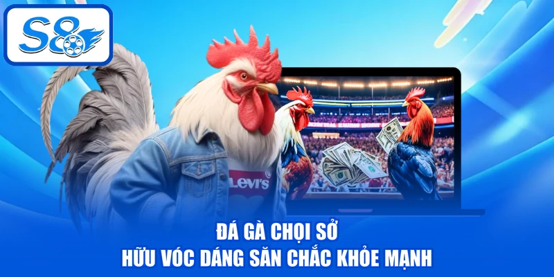 Đá Gà Chọi - Phân Tích Về 3 Dòng Chiến Kê Tại Nền Tảng Đá Gà Chọi - Phân Tích Về 3 Dòng Chiến Kê Tại Nền Tảng