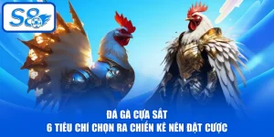 Đá Gà S8 - Khám Phá Sảnh Chọi Hấp Dẫn Với 50+ Trận/ngày