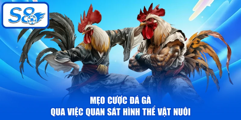 Mẹo Cược Đá Gà - 3 Kỹ Năng Giúp Đánh Giá Chiến Kê Chuẩn Mẹo Cược Đá Gà - 3 Kỹ Năng Giúp Đánh Giá Chiến Kê Chuẩn