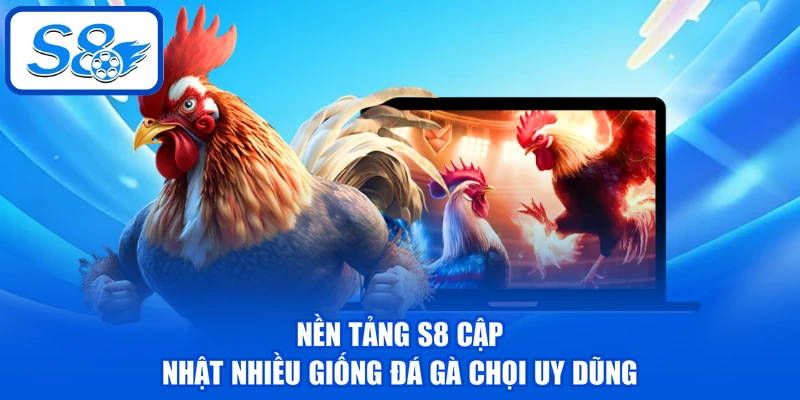 Đá Gà Chọi - Phân Tích Về 3 Dòng Chiến Kê Tại Nền Tảng Đá Gà Chọi - Phân Tích Về 3 Dòng Chiến Kê Tại Nền Tảng