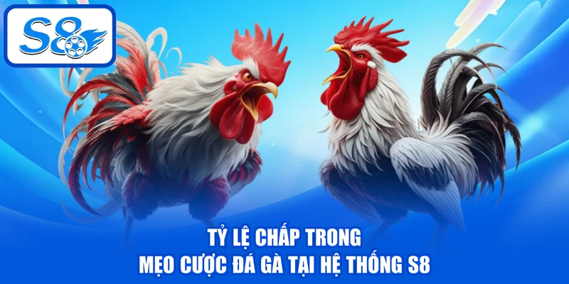 Mẹo Cược Đá Gà - 3 Kỹ Năng Giúp Đánh Giá Chiến Kê Chuẩn Mẹo Cược Đá Gà - 3 Kỹ Năng Giúp Đánh Giá Chiến Kê Chuẩn